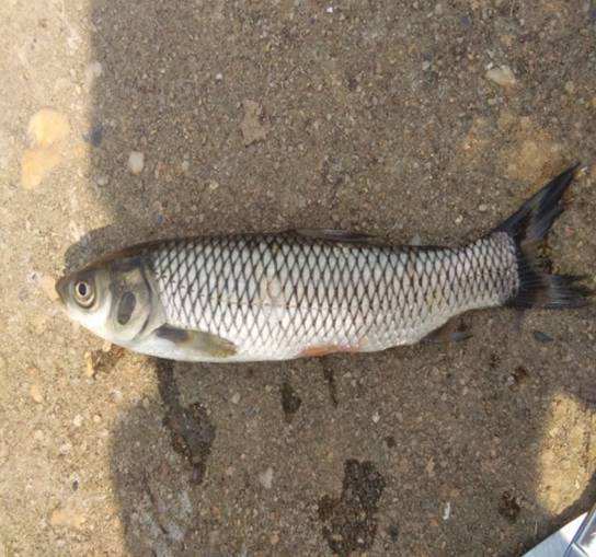 小海子草魚 小海子草魚