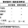 微球菌科 微球菌科