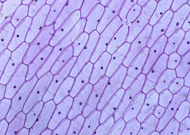 洋蔥表皮細胞