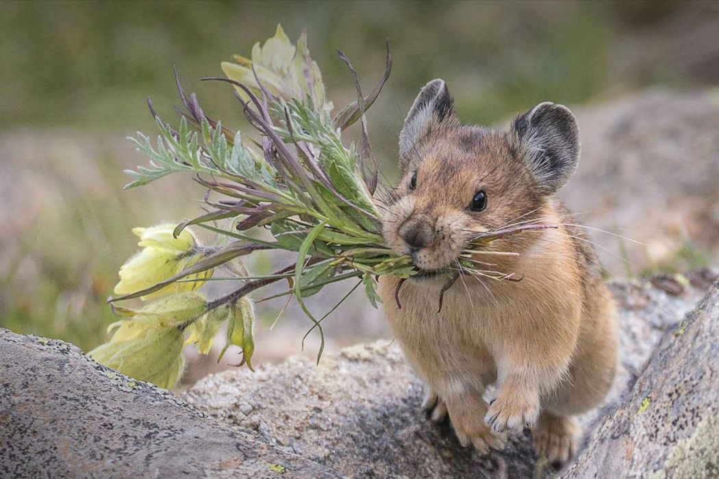 高山鼠兔小興安嶺亞種