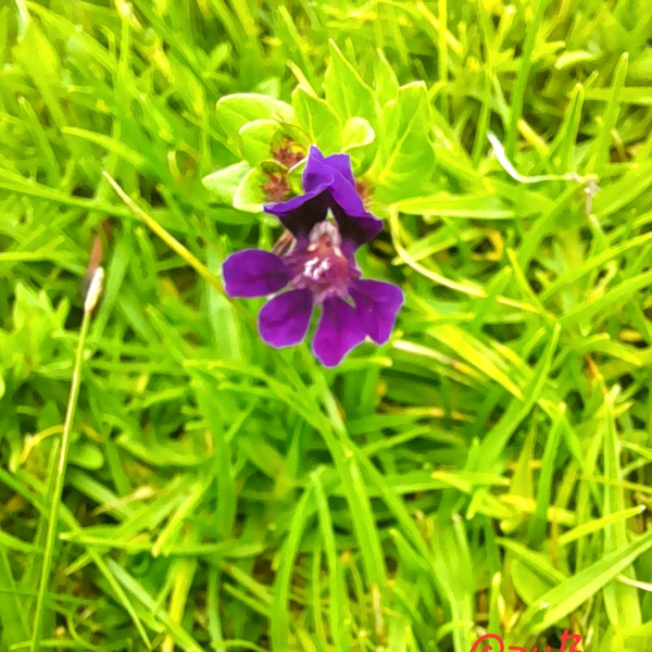 Cuphea aequipetala