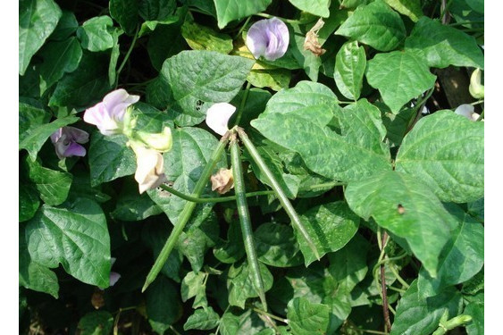 野豇豆(豆科豇豆屬植物) 野豇豆(豆科豇豆屬植物)