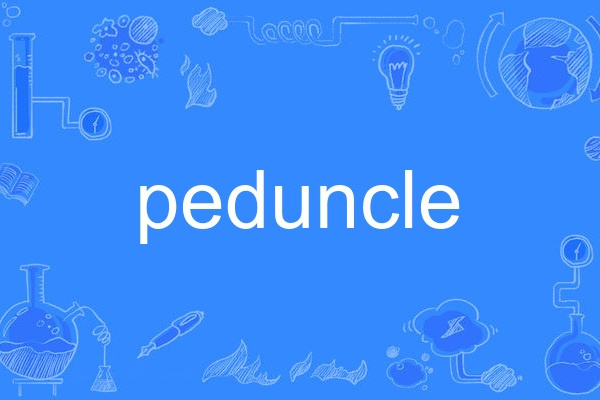 peduncle peduncle