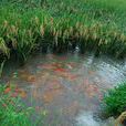 青田田魚 青田田魚