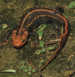 紅瘰疣螈