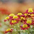 神馬菊 神馬菊