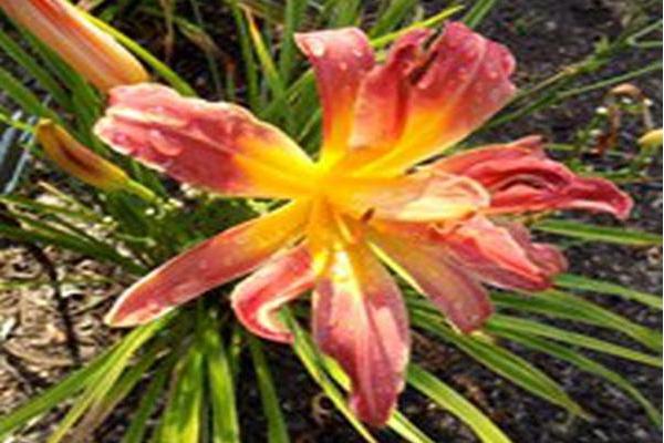 Hemerocallis \x27Fours are Wild\x27