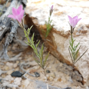 Bryantiella palmeri