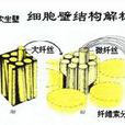 微纖絲 微纖絲