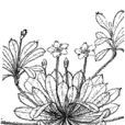 短莖組(報春花科珍珠菜屬) 短莖組(報春花科珍珠菜屬)