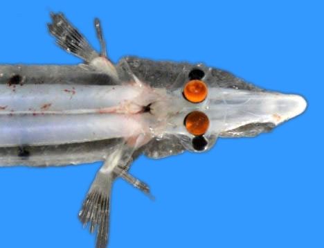 四眼魚類——長吻銀鮫