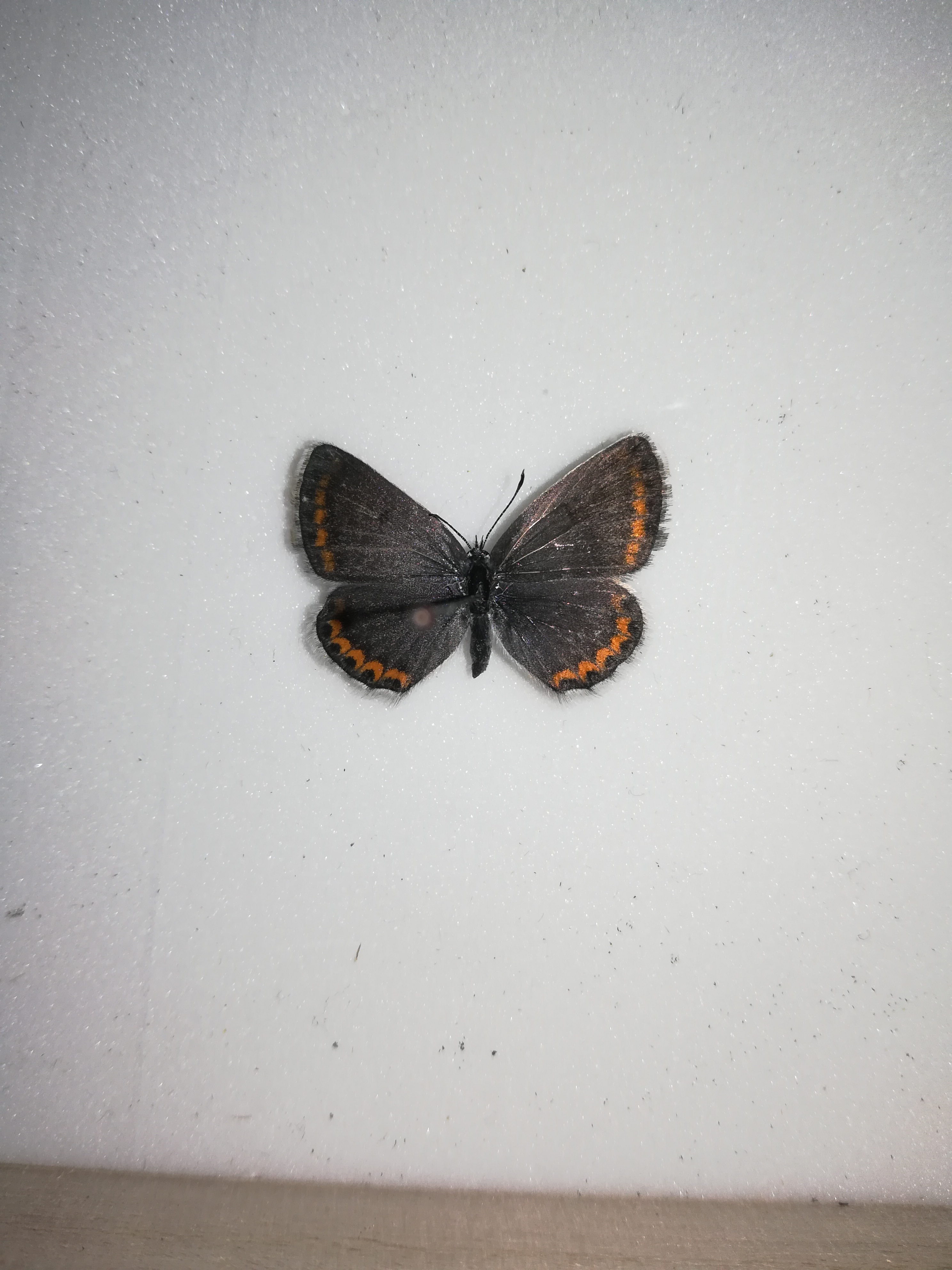 多眼灰蝶，雌性，吉林省