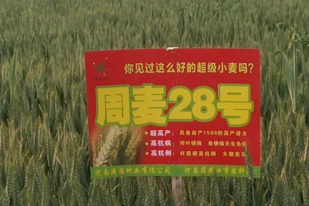 周麥28號 周麥28號