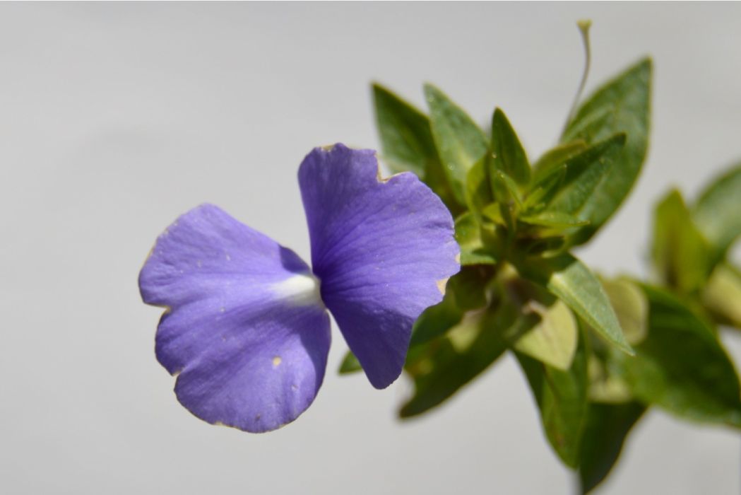 藍金花