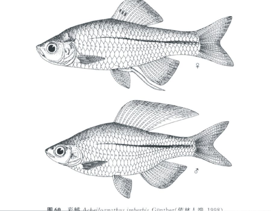 彩鱊 彩鱊