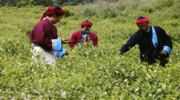 門巴族民眾在採摘茶葉