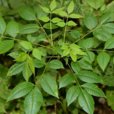獺子樹 獺子樹