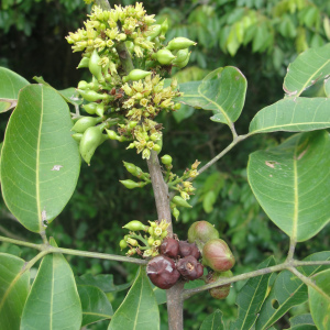 Protium heptaphyllum
