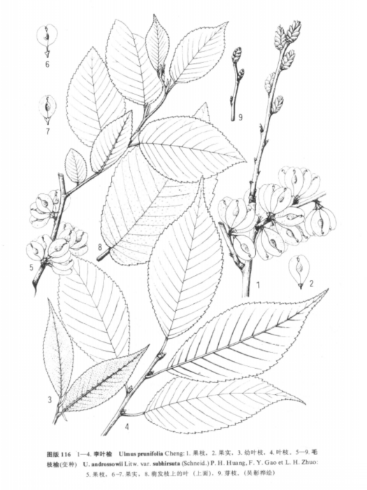 毛枝榆 毛枝榆