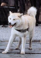 忠犬八公物語(同名電影)