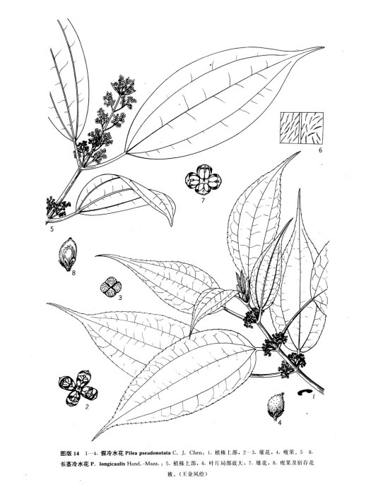 假冷水花 假冷水花