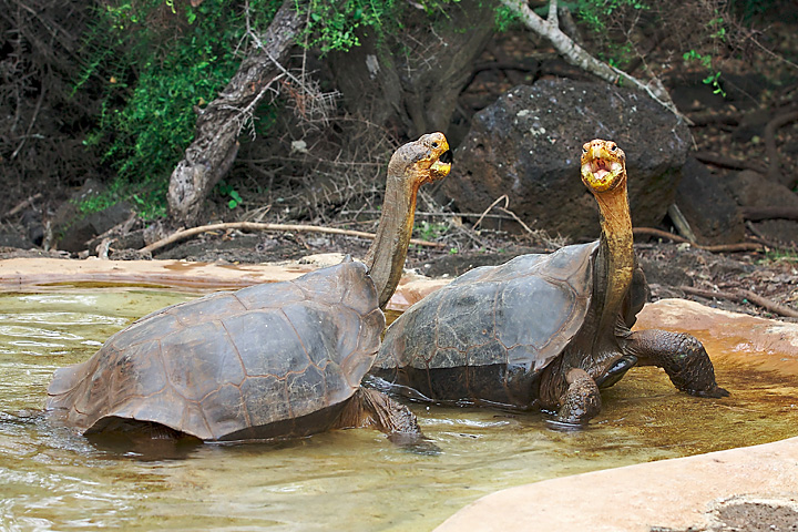 艾斯潘諾拉島加拉帕戈斯象龜(加拉帕戈斯象龜西班牙島亞種)