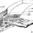 schlemm管 schlemm管