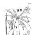 刺棒南星 刺棒南星