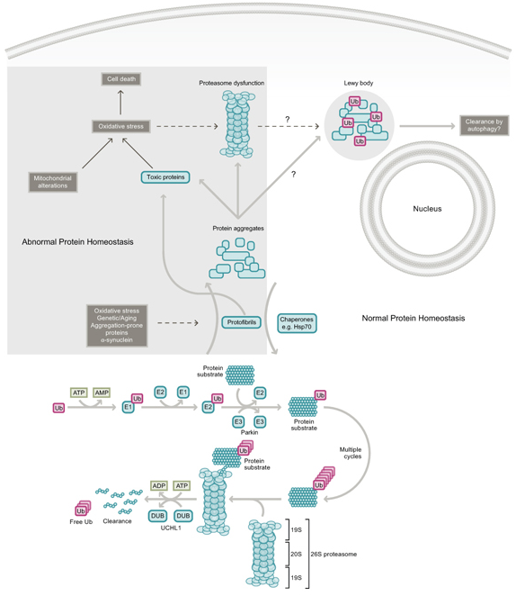 泛素-蛋白酶體系統功能紊亂