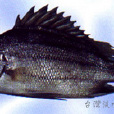 銀身中鋸鯻(銀雞魚) 銀身中鋸鯻(銀雞魚)