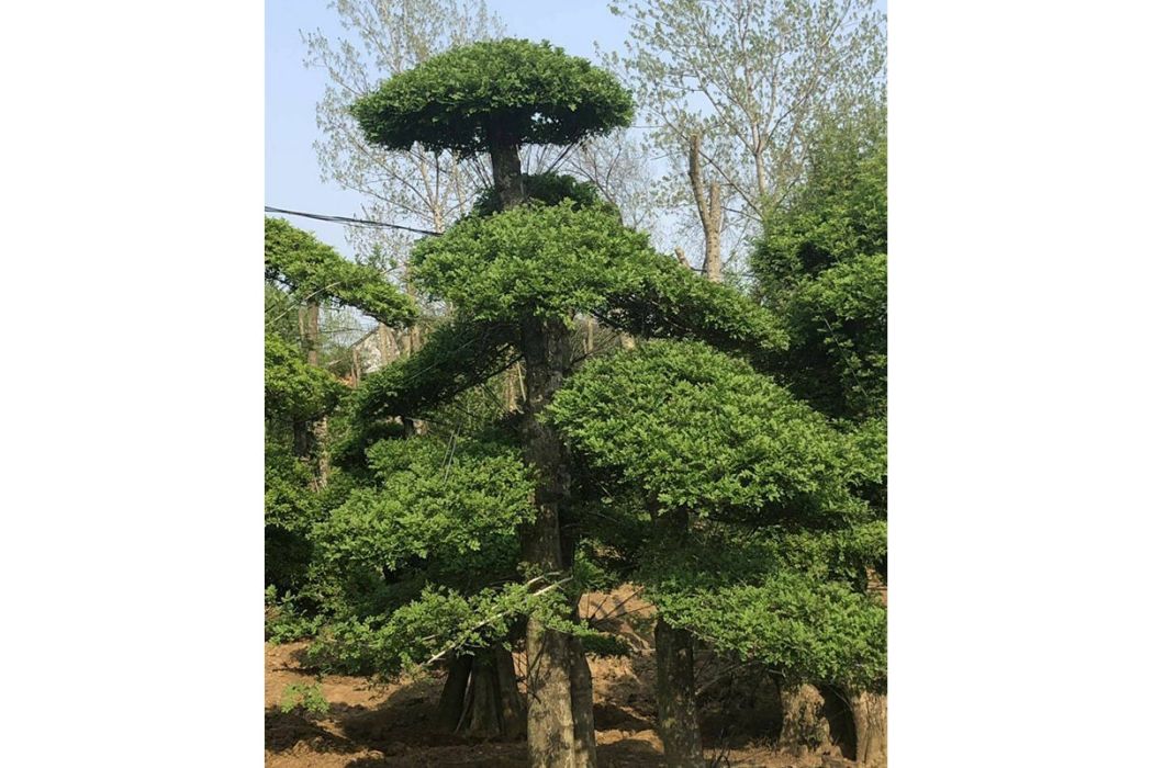 對節白蠟JS-14 對節白蠟JS-14