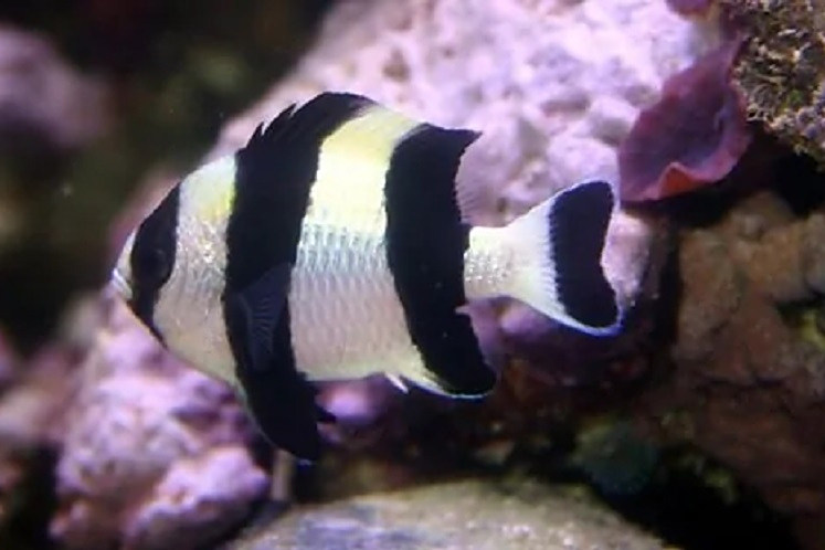 四間雀魚 四間雀魚