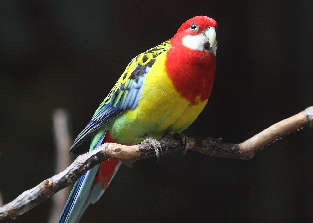 自然博物館：鸚鵡·蜂鳥·鴕鳥
