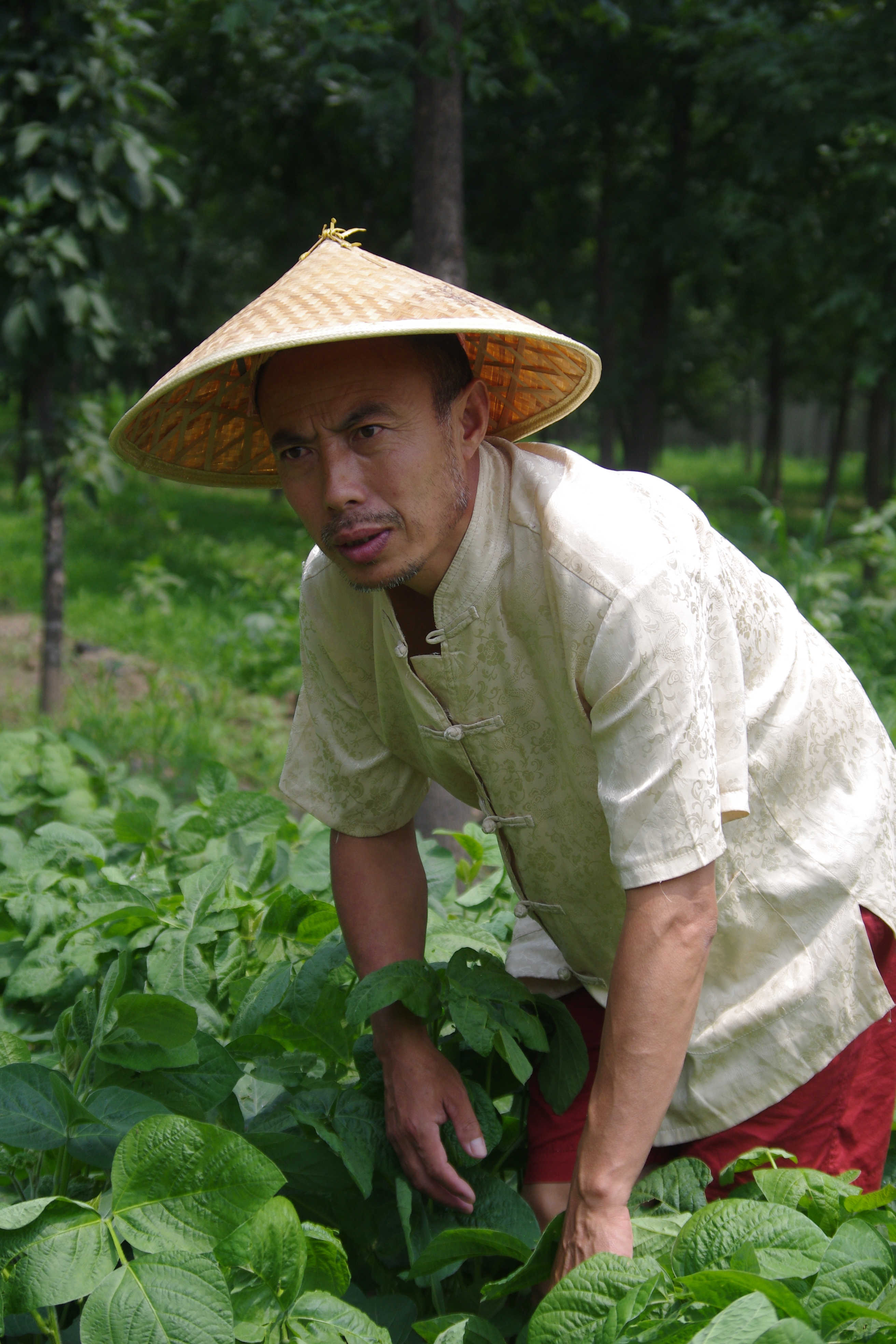 2017年夏，陳開平在北京郊區豆田裡拔草。