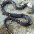 喜瑪拉雅白頭蛇