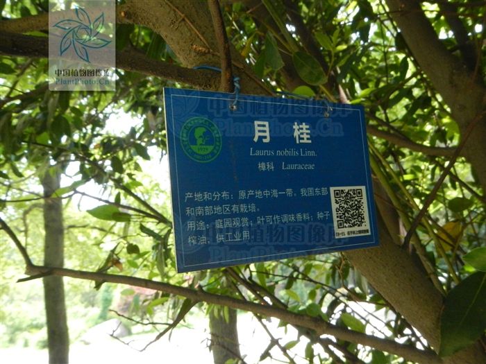 月桂YA 月桂YA