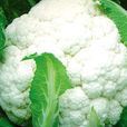 懷特(花椰菜品種) 懷特(花椰菜品種)
