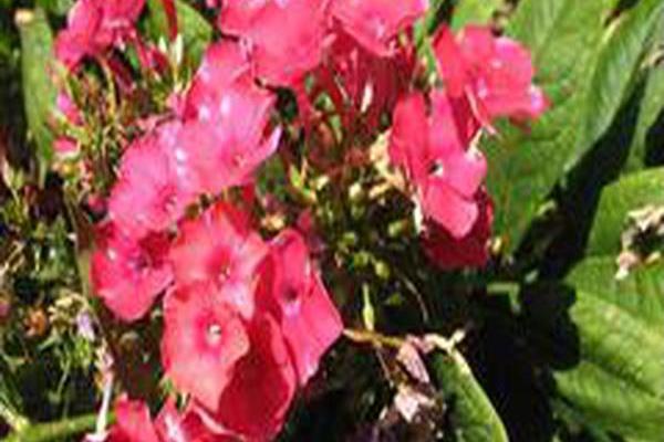 Phlox paniculata \x27Grenadine Dream\x27