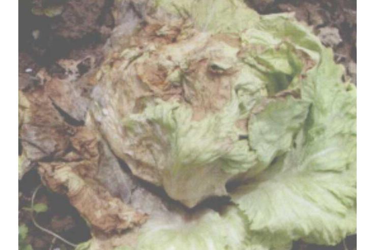 生菜軟腐病 生菜軟腐病