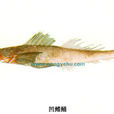 凹鰭鯒 凹鰭鯒