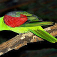 紅翅鸚鵡