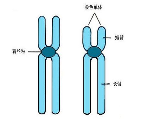 超雌女性 超雌女性