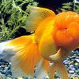 獅子頭金魚 獅子頭金魚