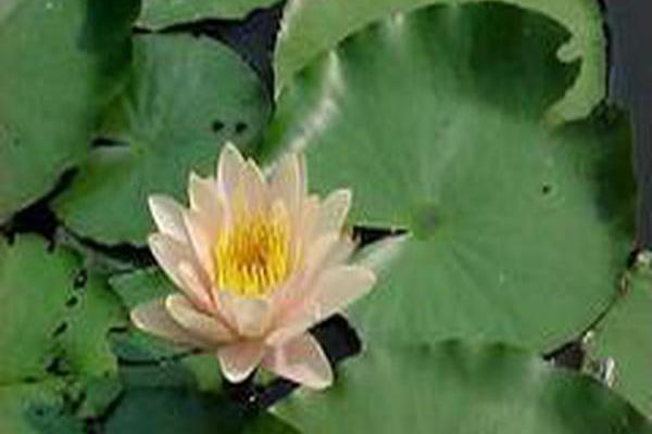 Nymphaea \x27Comanche\x27