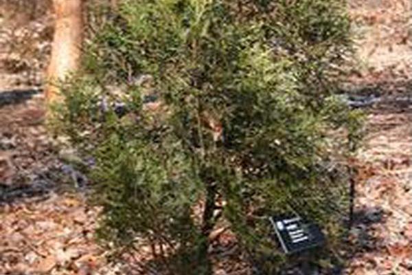 Thuja plicata \x27Virescens\x27