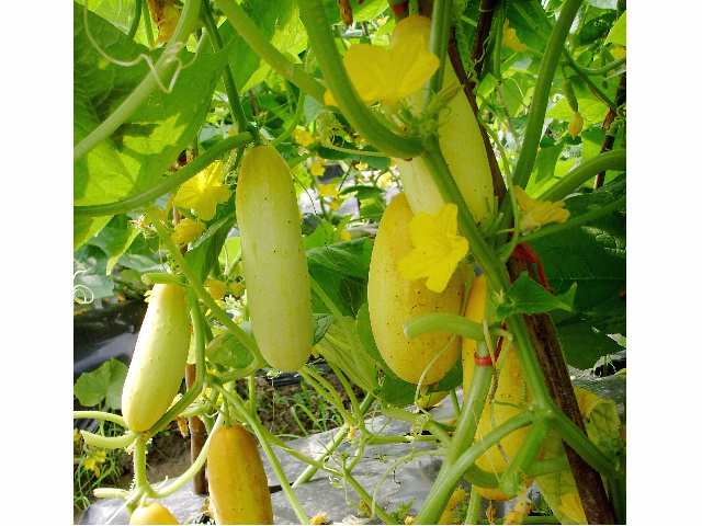 欽州黃瓜種植