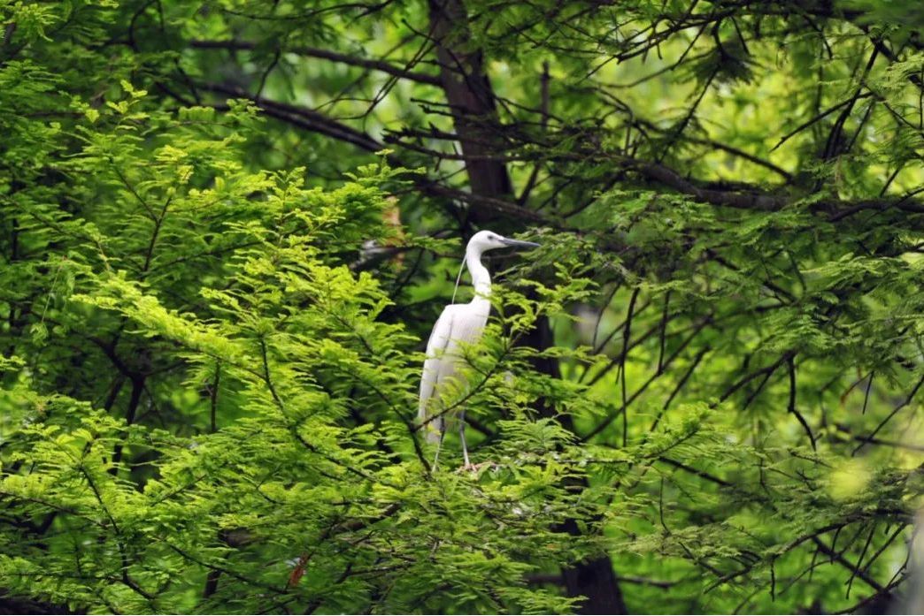 百鳥家園 百鳥家園