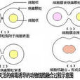 雜種(生物學用詞) 雜種(生物學用詞)