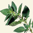 白花茵陳 白花茵陳
