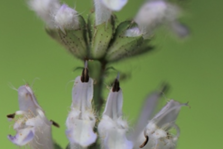 Agastache cana Agastache cana